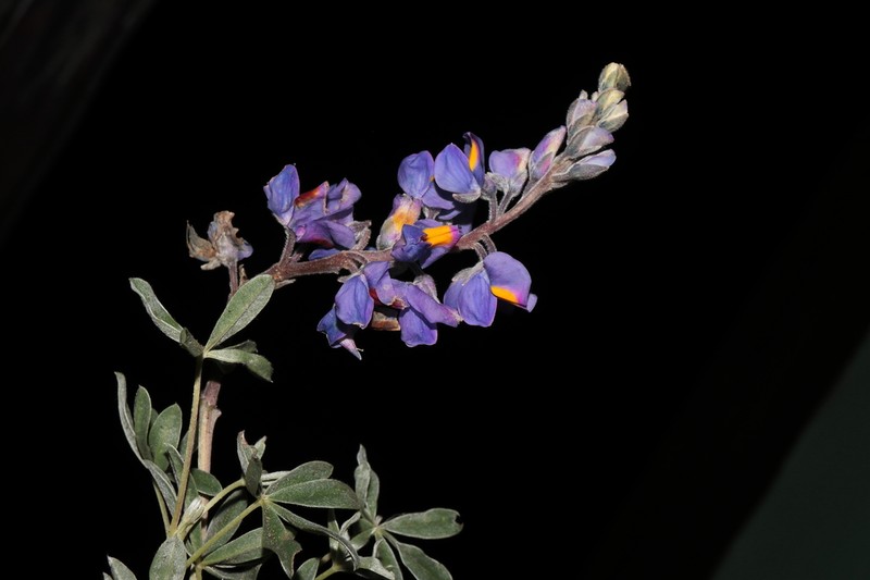 Lupinus tarapacensis photo 4