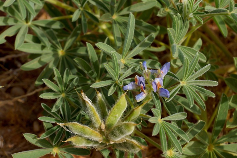 Lupinus tassilicus