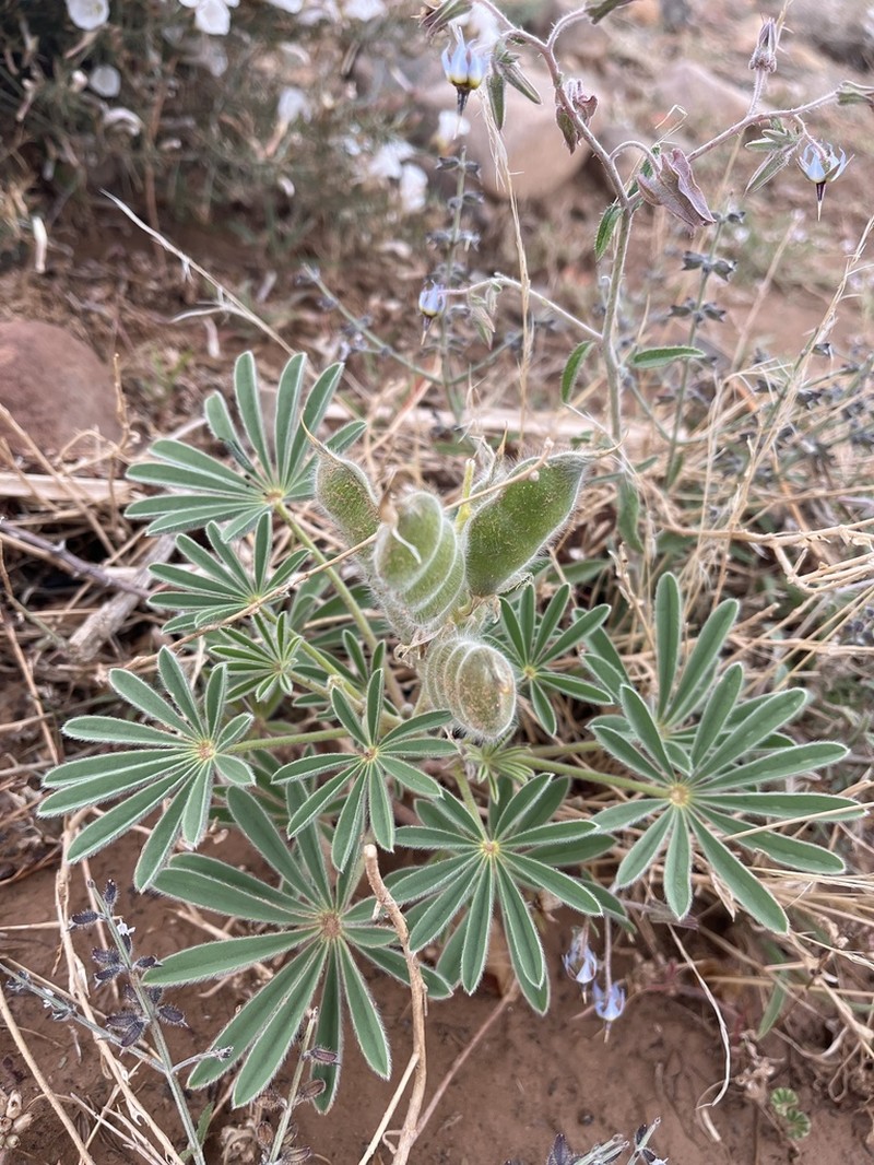 Lupinus tassilicus photo 2
