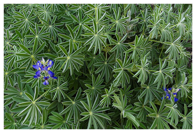 Lupinus tassilicus photo 3