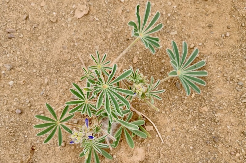 Lupinus tassilicus photo 4