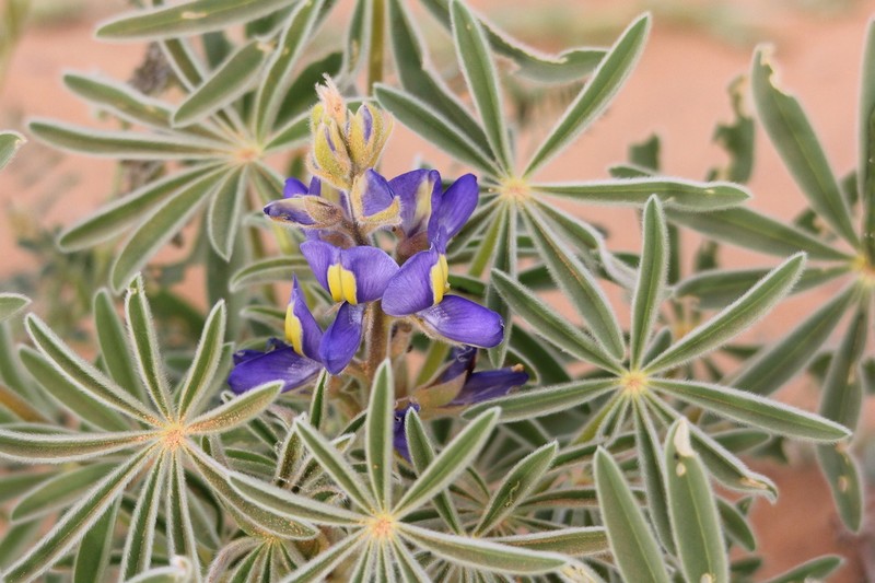 Lupinus tassilicus photo 5