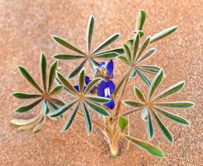 Lupinus tassilicus photo 6