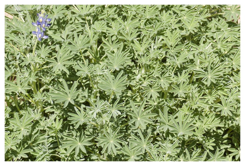 Lupinus tassilicus photo 7