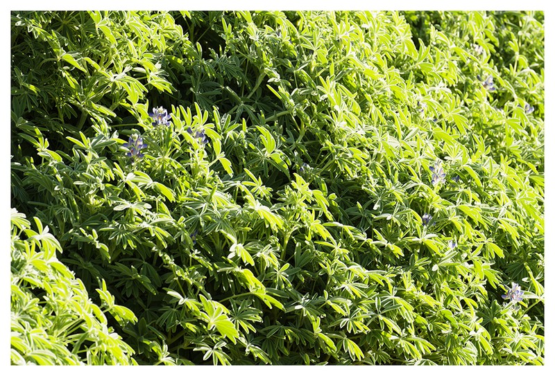 Lupinus tassilicus photo 8