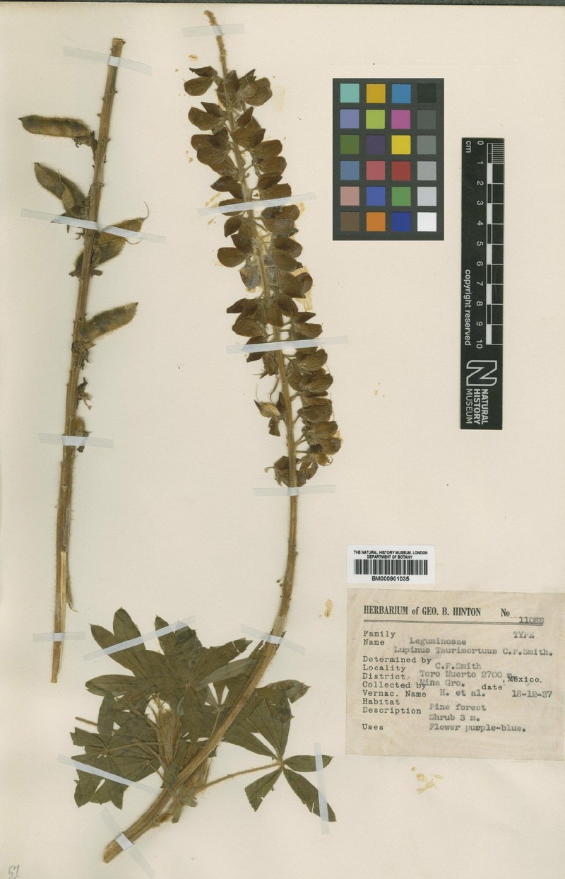 Lupinus taurimortuus
