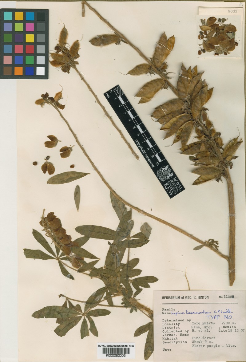 Lupinus taurimortuus photo 2