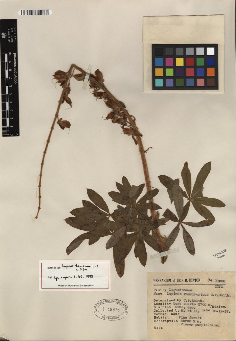Lupinus taurimortuus photo 3