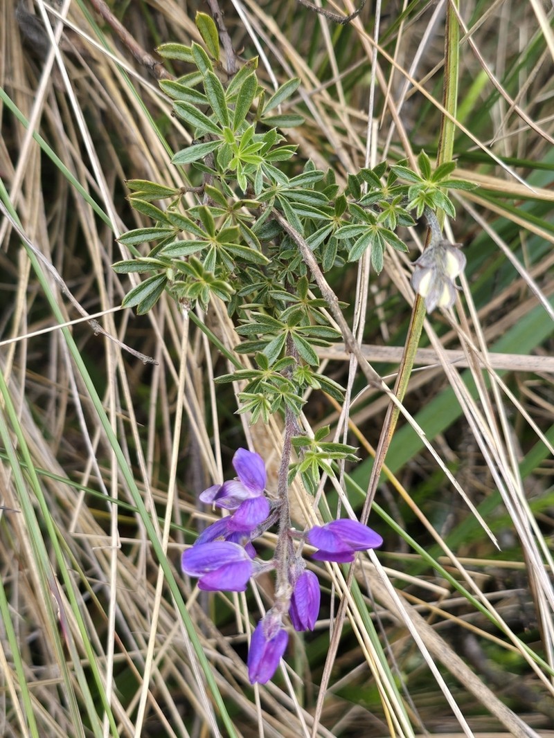 Lupinus tauris