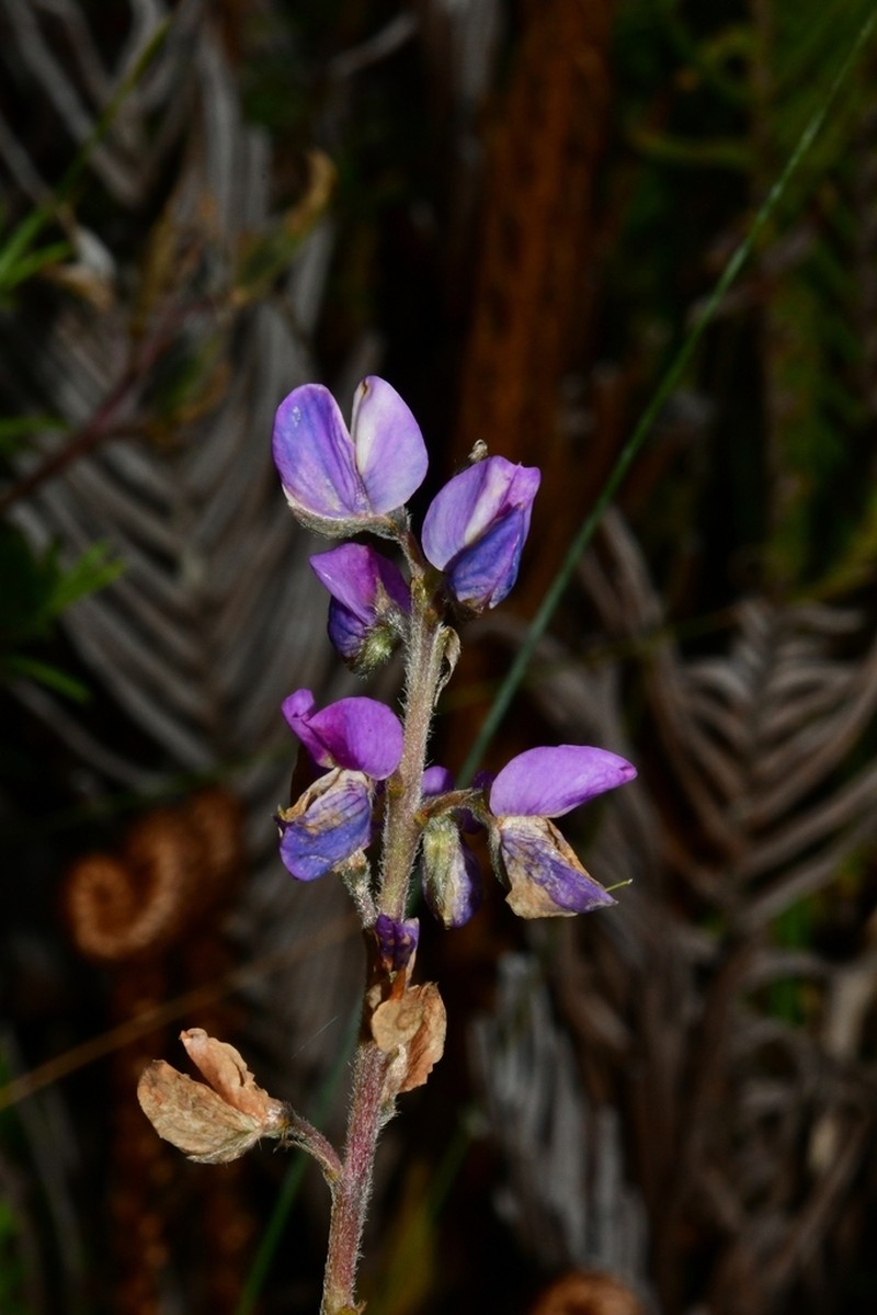 Lupinus tauris photo 2