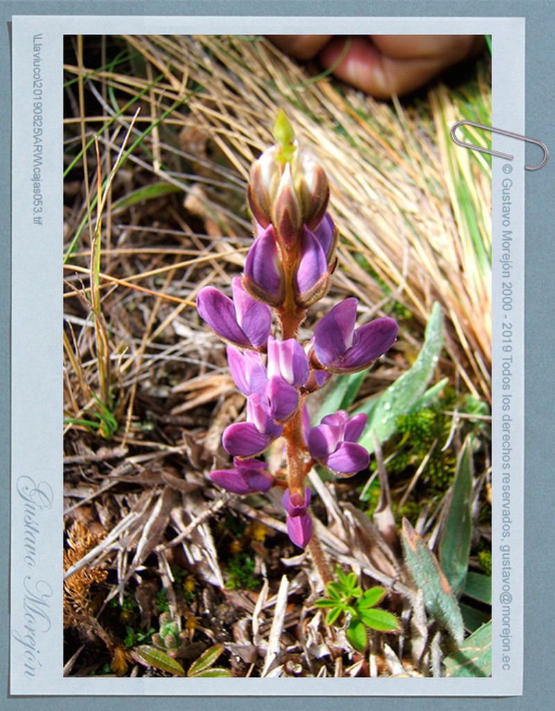 Lupinus tauris photo 3