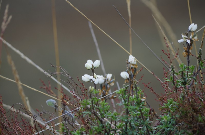 Lupinus tauris photo 4