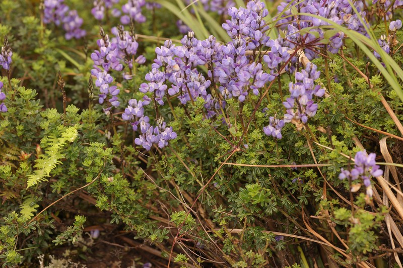 Lupinus tauris photo 5