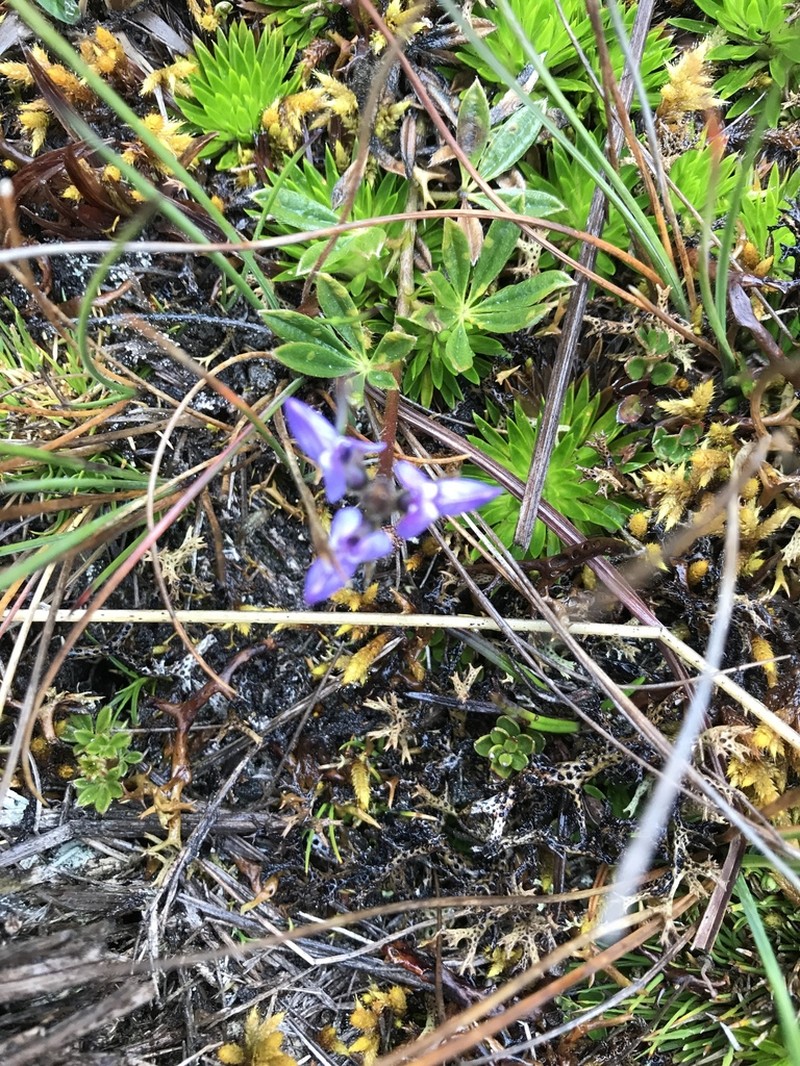 Lupinus tauris photo 6