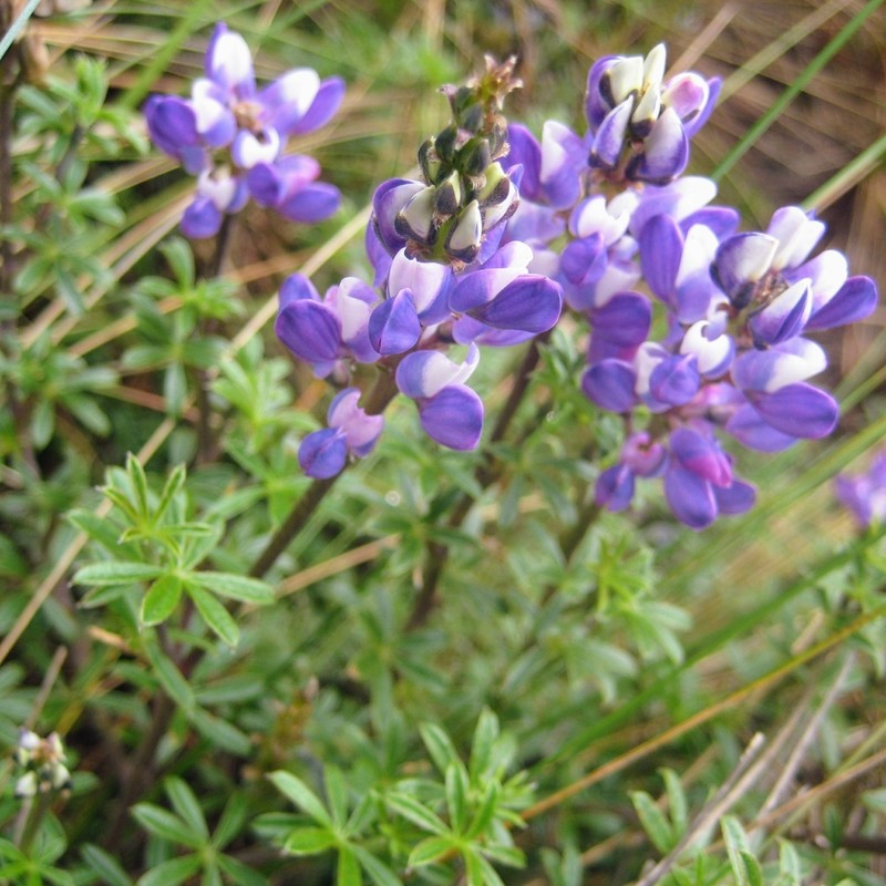 Lupinus tauris photo 7
