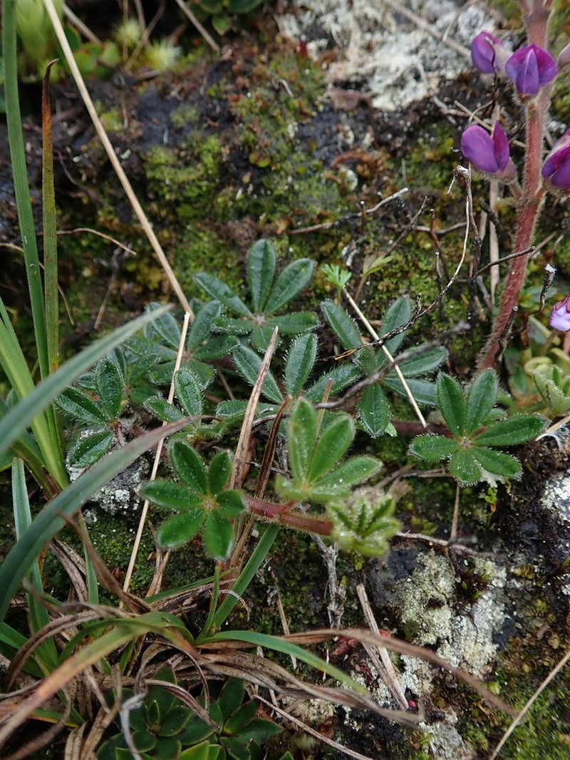 Lupinus tauris photo 8