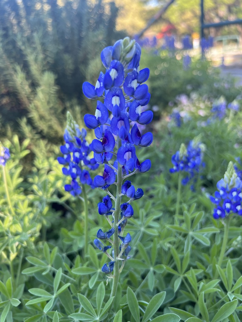 Texas Lupine photo 5