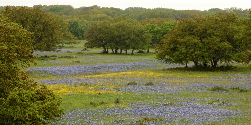 Texas Lupine photo 2