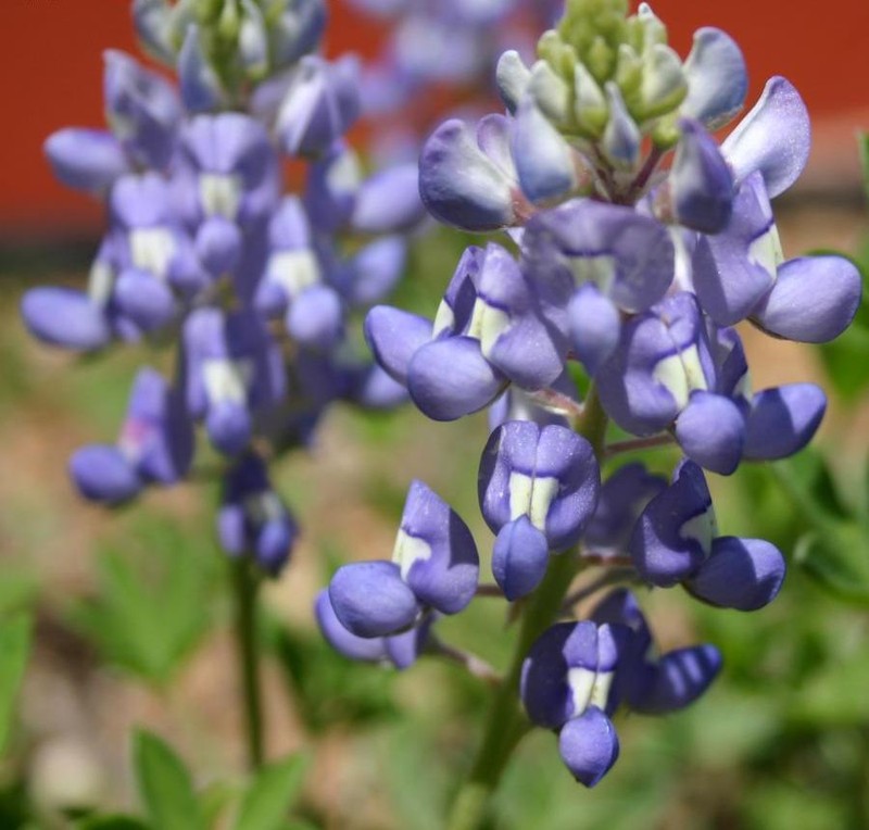 Texas Lupine photo 3