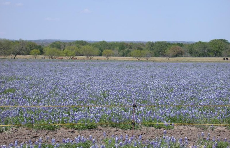 Texas Lupine photo 4