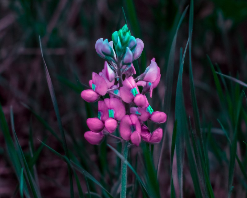 Texas Lupine