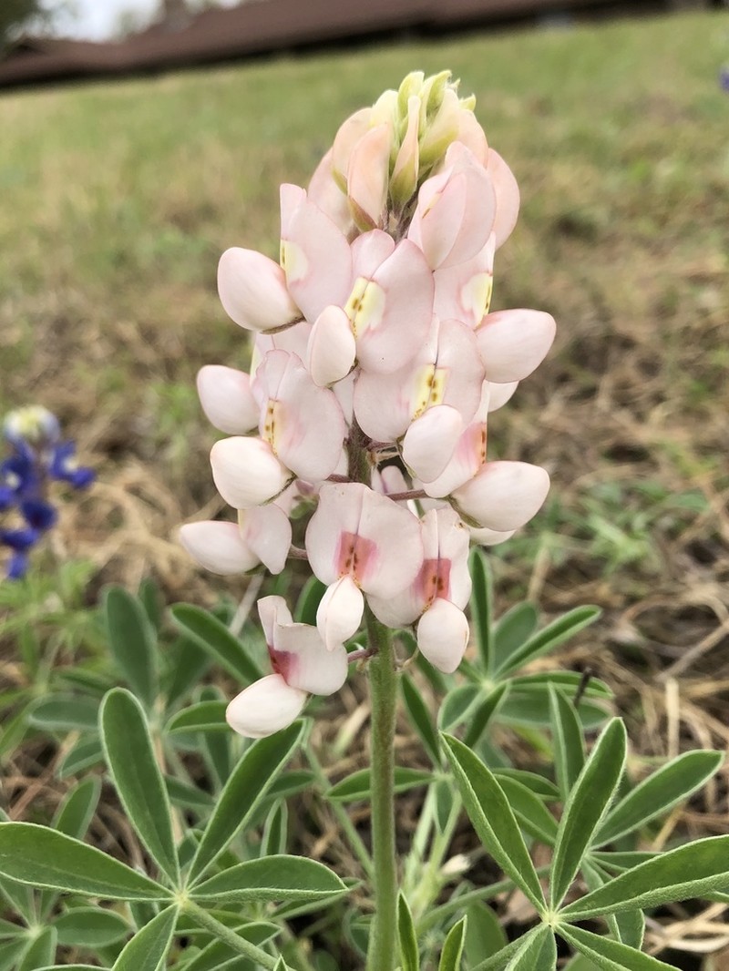 Texas Lupine photo 2