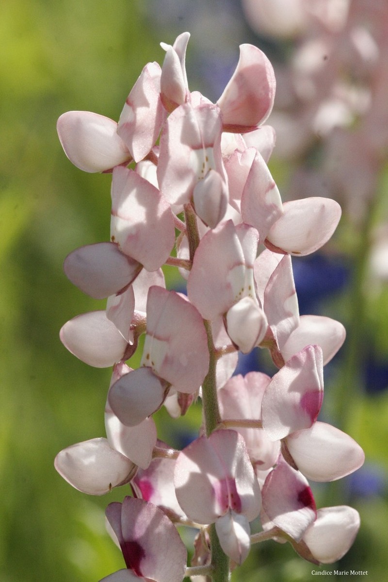 Texas Lupine photo 3