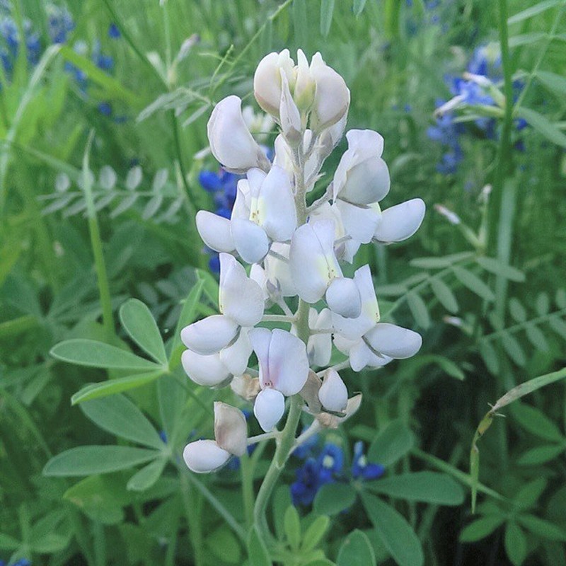 Texas Lupine photo 4