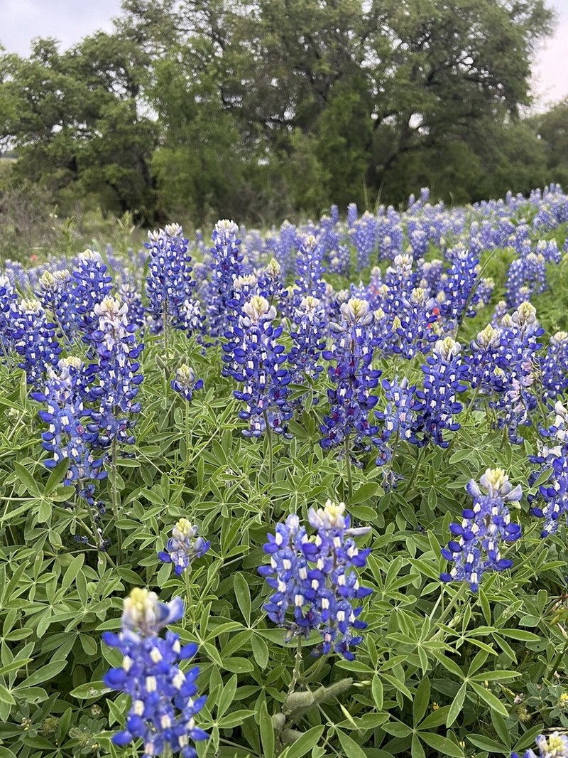Texas Lupine photo 5