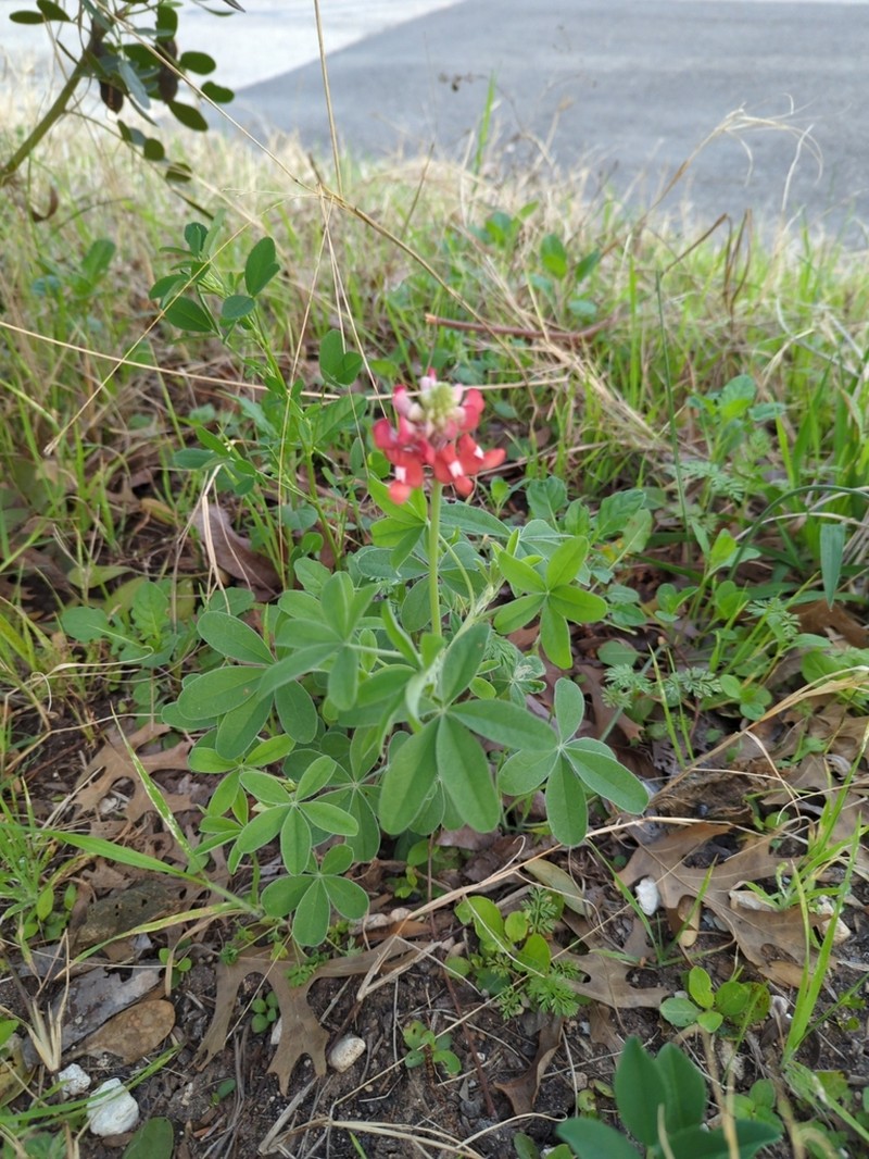 Texas Lupine photo 6