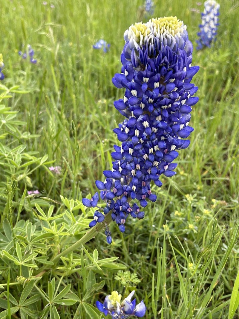 Texas Lupine photo 7