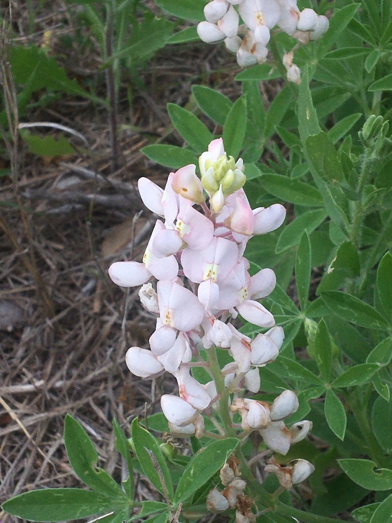Texas Lupine photo 8