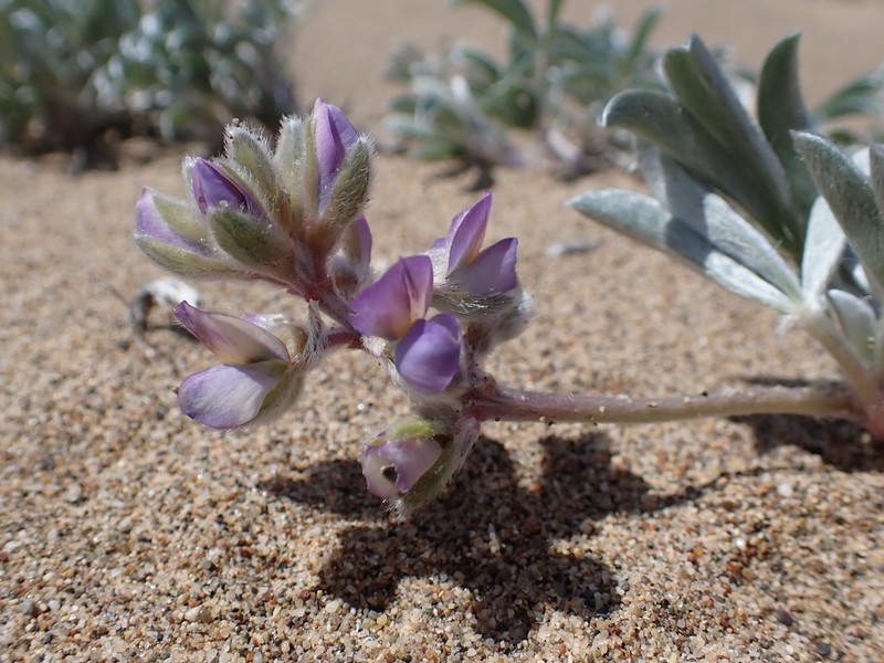 Tidestrom's Lupine photo 2