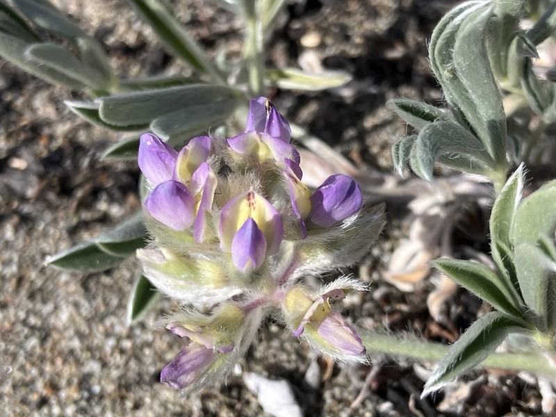 Tidestrom's Lupine photo 3