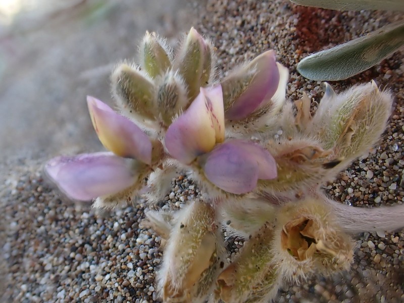 Tidestrom's Lupine photo 4
