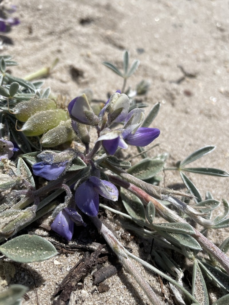 Tidestrom's Lupine photo 5