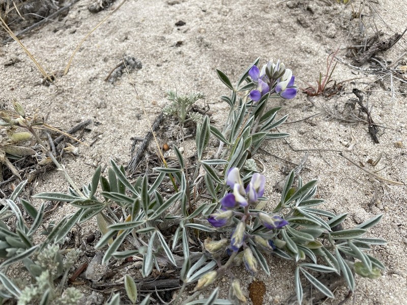 Tidestrom's Lupine photo 6