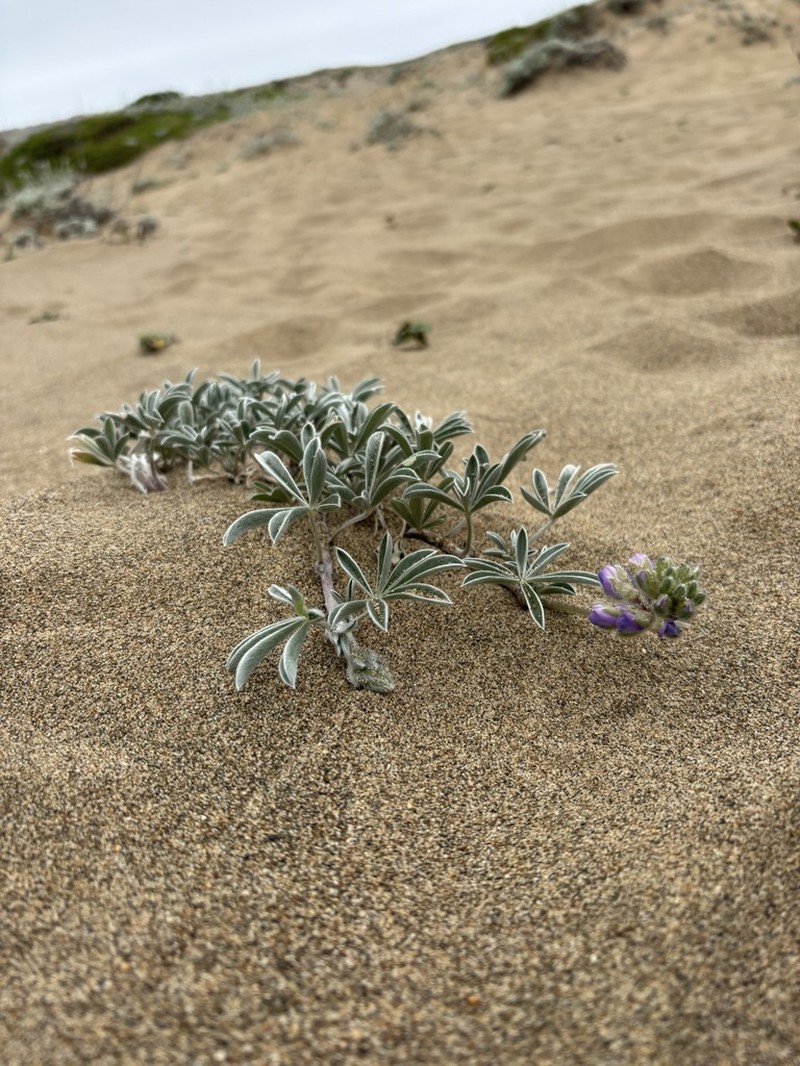 Tidestrom's Lupine photo 7