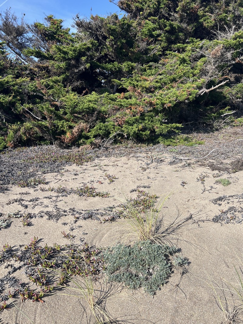 Lupinus tidestromii var. layneae