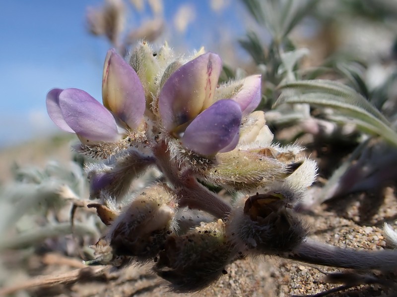 Lupinus tidestromii var. layneae photo 2