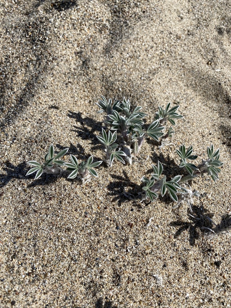 Lupinus tidestromii var. layneae photo 3