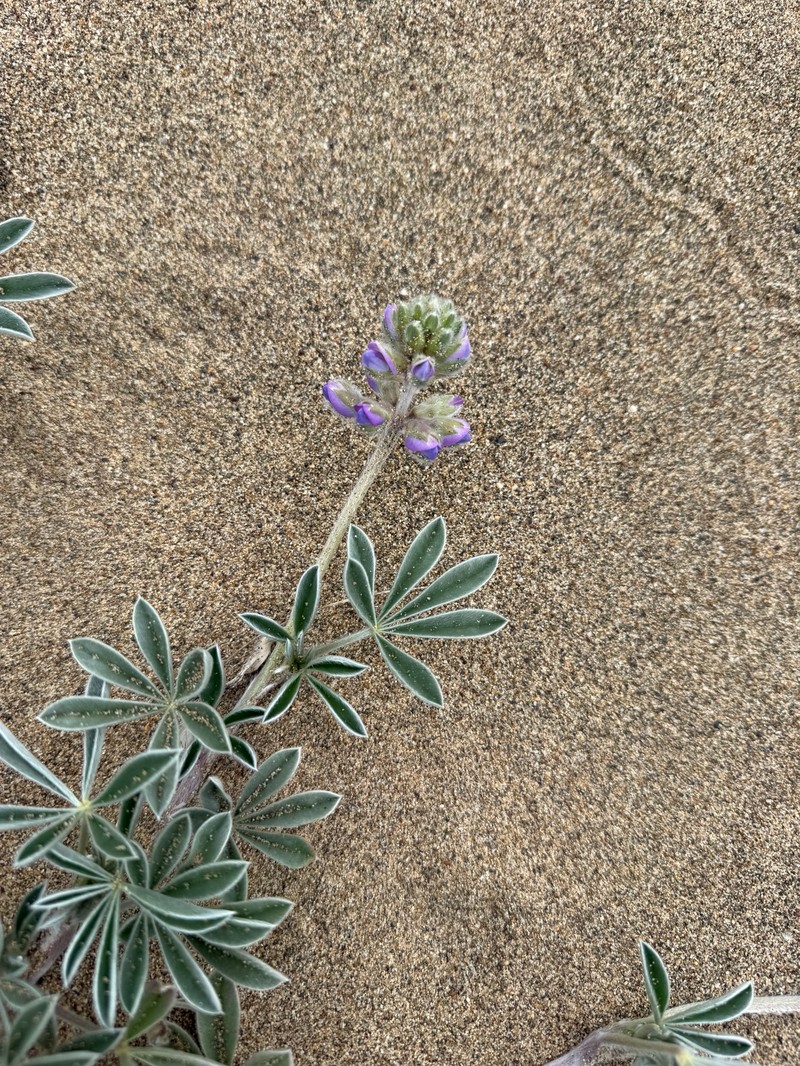 Lupinus tidestromii var. layneae photo 4