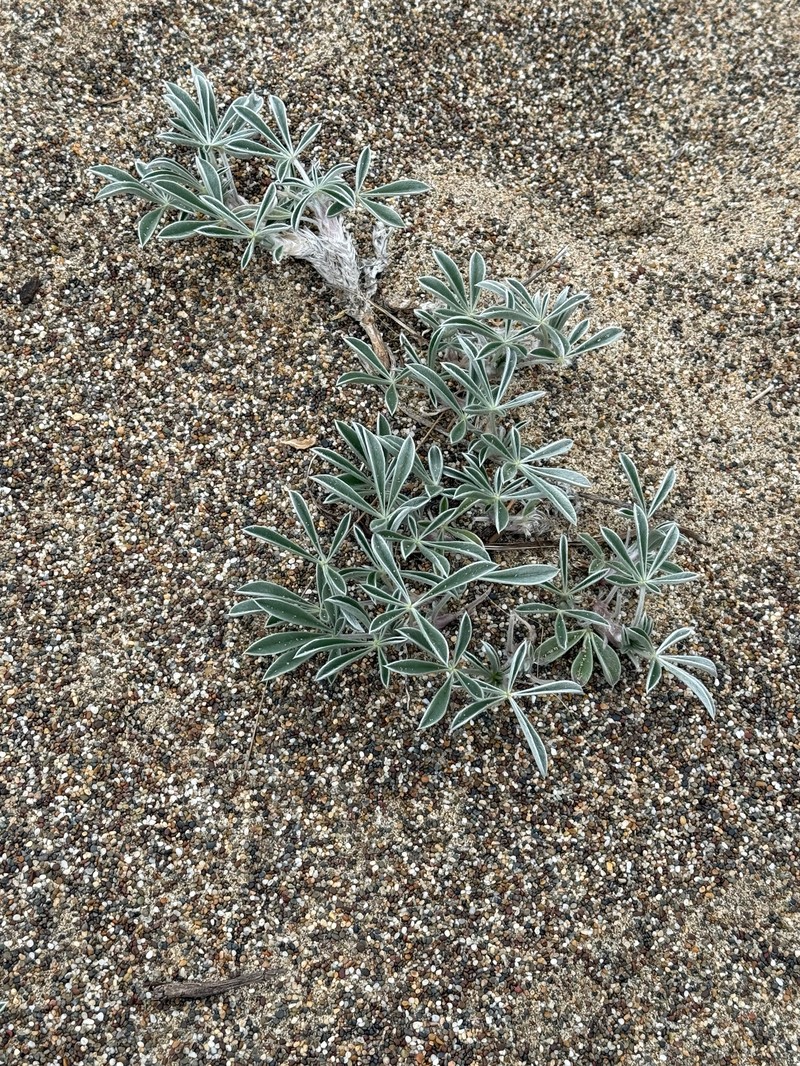 Lupinus tidestromii var. layneae photo 5