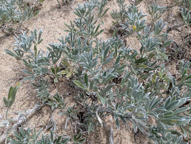 Lupinus tidestromii var. layneae photo 6