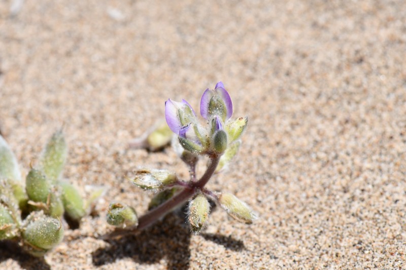 Lupinus tidestromii var. layneae photo 7