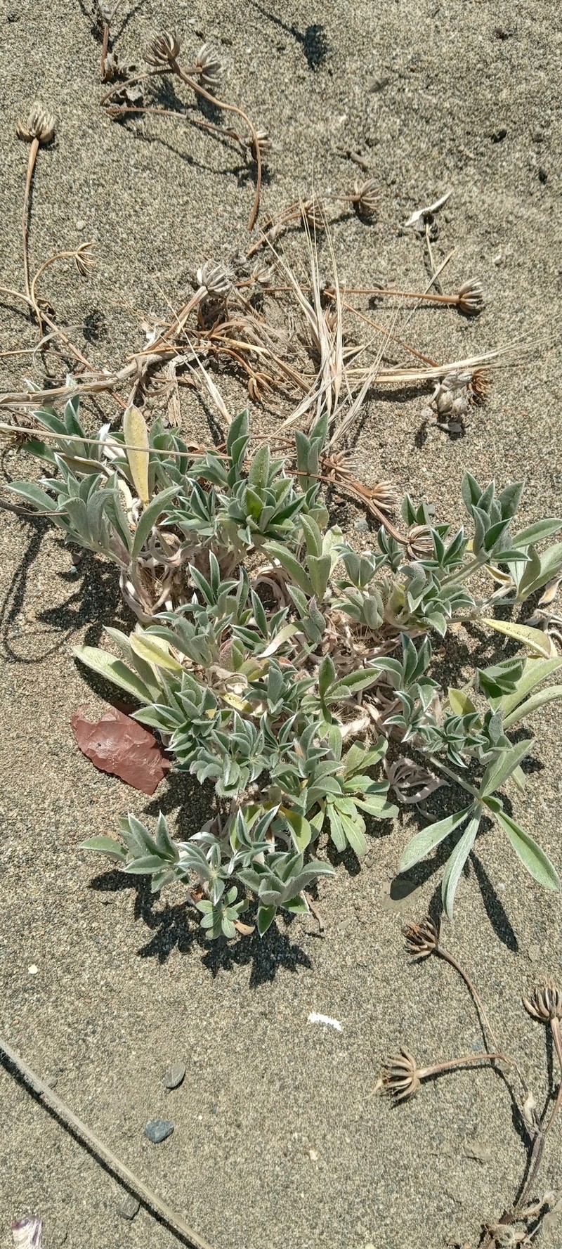 Lupinus tidestromii var. layneae photo 8