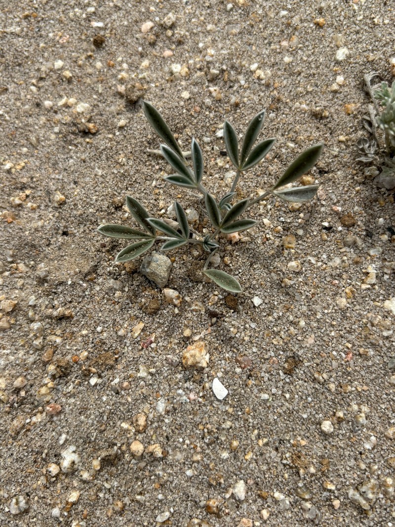 Lupinus tidestromii var. tidestromii