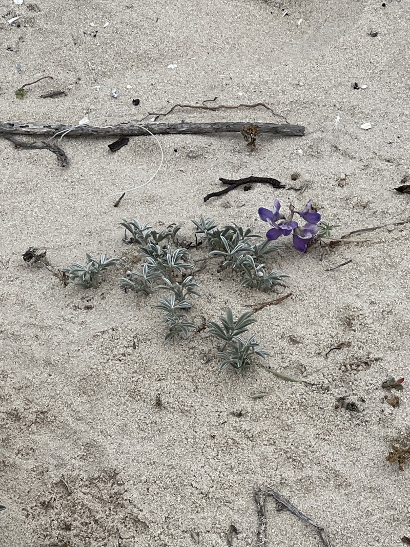 Lupinus tidestromii var. tidestromii photo 2
