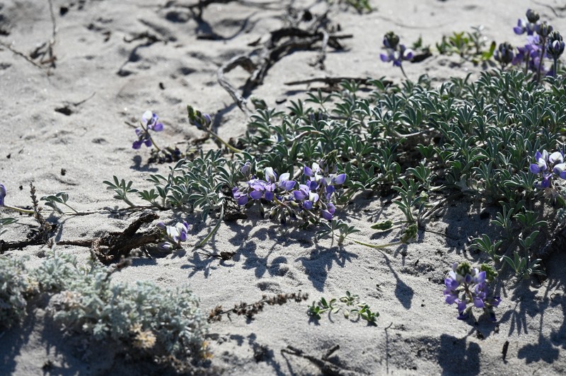 Lupinus tidestromii var. tidestromii photo 4