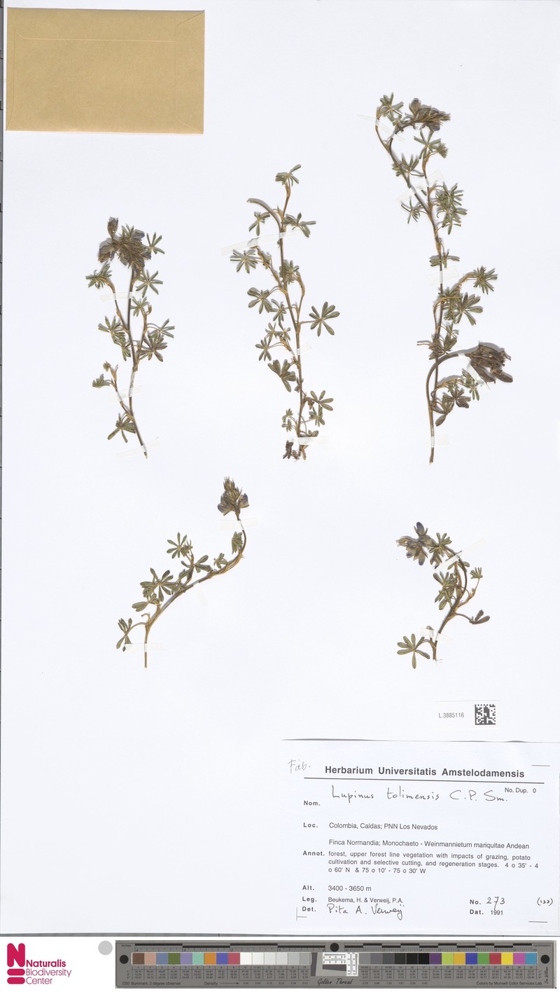 Lupinus tolimensis photo 2